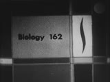 Biology 162: Plant Organization